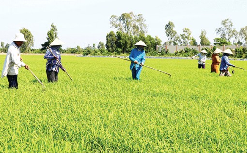 Tái cơ cấu, nâng cao năng lực cho ngành nông nghiệp