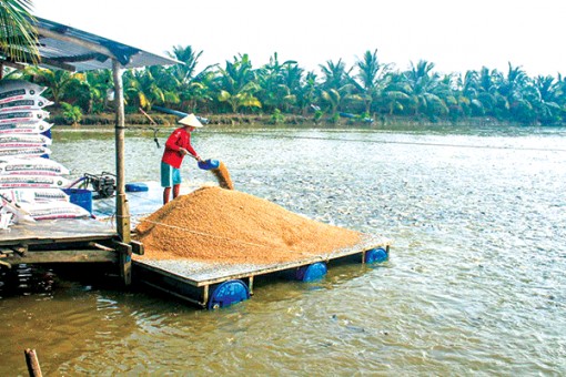 Diện tích, sản lượng cá tra giảm mạnh