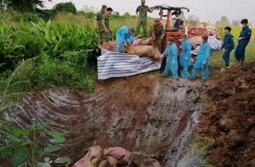 An Giang: Bắt quả tang vụ vận chuyển trái phép 17 con heo qua biên giới