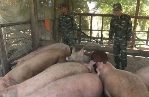 Đồng Tháp bắt giữ hơn 2,2 tấn heo nhập lậu qua biên giới
