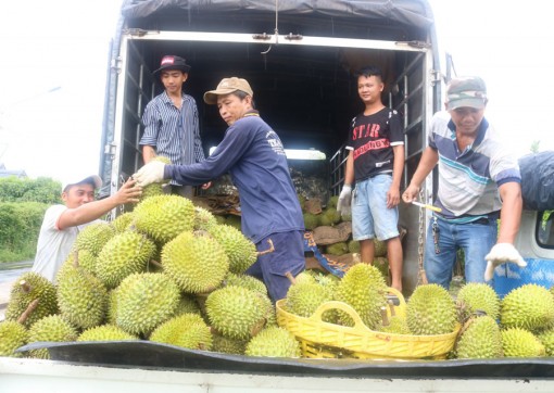 Giải pháp phát triển cây ăn trái hiệu quả, bền vững