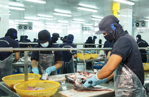 Cá tra vào mùa thấp điểm