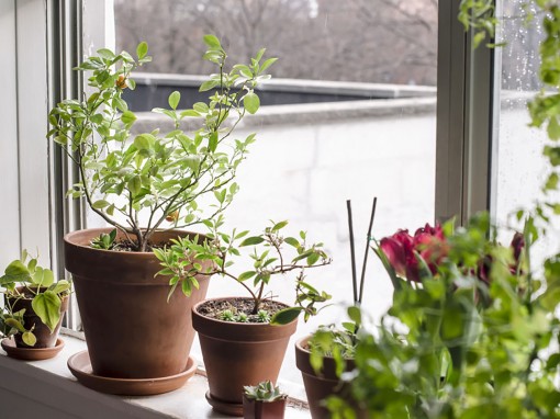 Giá trị sức khỏe của cây trồng trong nhà?