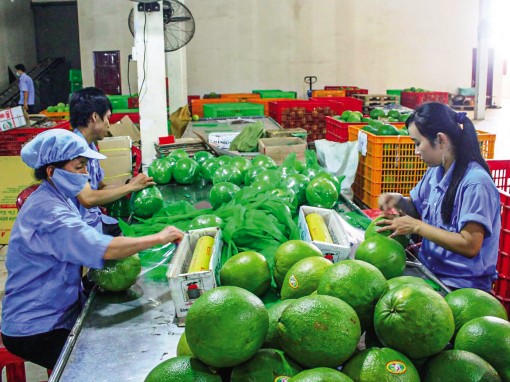 Hướng đến mục tiêu phát triển cây ăn trái bền vững