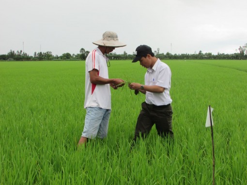 Vĩnh Thạnh tích cực chăm sóc lúa đông xuân