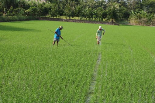 Chủ động phòng chống khô hạn, dịch bệnh trên lúa