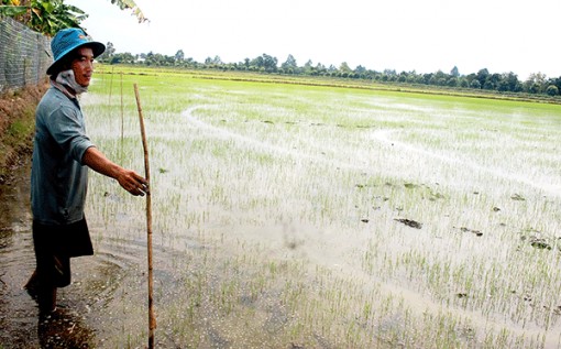 Tìm cách giảm phát thải khí nhà kính trong canh tác lúa