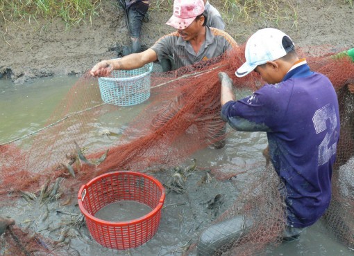 Nông dân Cà Mau phấn khởi vì trúng đậm vụ tôm càng xanh