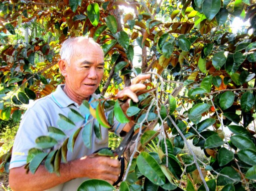 Lão nông Bảy Nghi