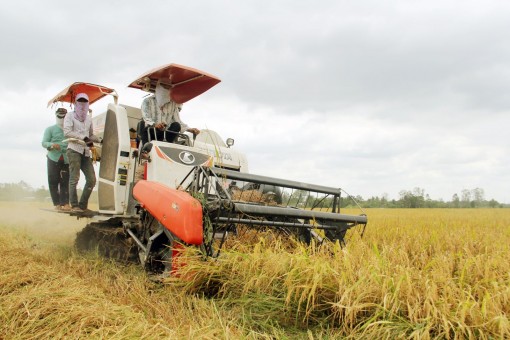 Nông dân trồng lúa đảm bảo đạt lợi nhuận trên 30%