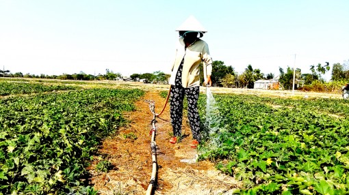 Bộ Nông nghiệp vẫn “lạc quan” tác động của hạn mặn