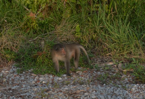 Cà Mau: Thả 4 cá thể khỉ về rừng ngập mặn