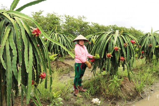 Mở rộng, phát huy hiệu quả vườn cây ăn trái