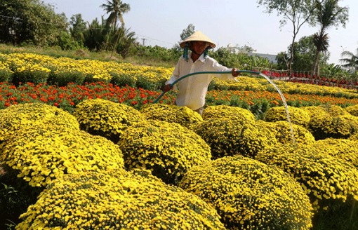 Rộn ràng sắc xuân