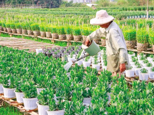 Hoa kiểng vào vụ