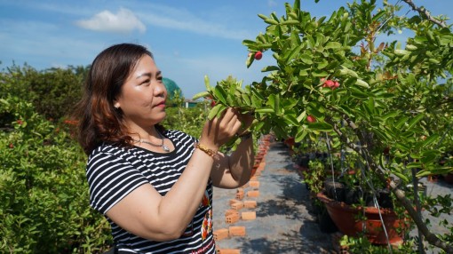 Độc, lạ bonsai si rô