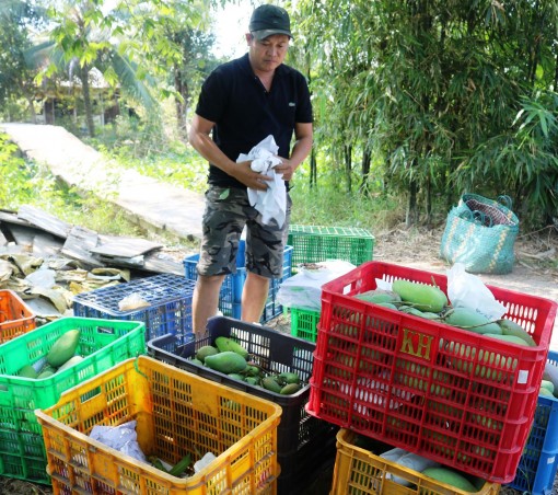 Cần thận trọng khi trồng giống xoài ăn sống