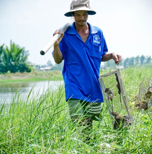 Theo chân anh Chuột đi săn chuột