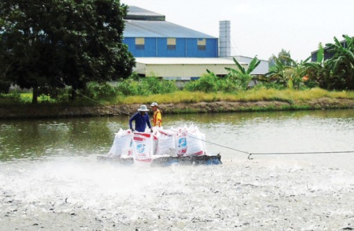 Nuôi trồng thủy sản theo quy hoạch, áp dụng các tiêu chuẩn đáp ứng yêu cầu từ thị trường