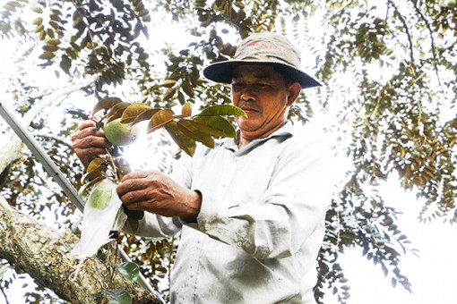 Doanh nghiệp, nông dân mạnh dạn áp dụng quy trình tiên tiến vào sản xuất