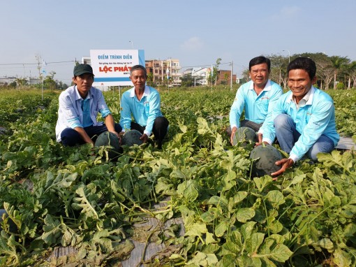 Ra mắt giống dưa hấu không hạt năng suất cao, phù hợp nhu cầu chưng Tết