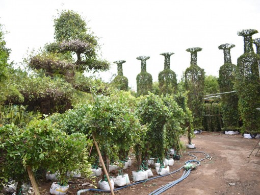 “Vườn bách thú” hoa kiểng ở miền Tây