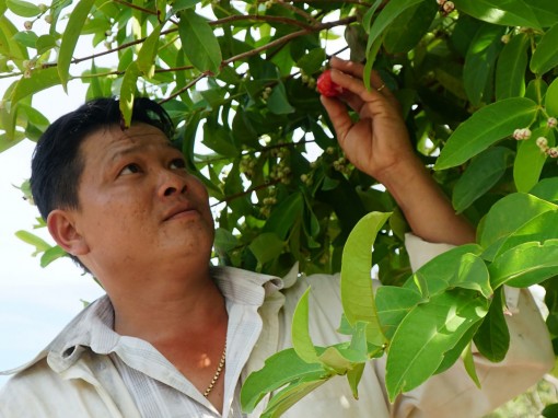 Kiếm tiền triệu từ trái mận tí hon