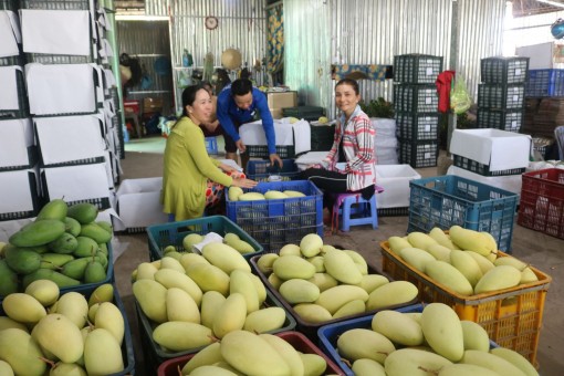 Giá xoài không tăng nhiều vào dịp Tết