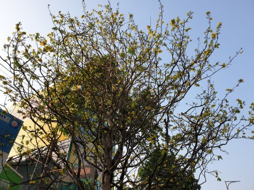 “Cụ” mai trăm tuổi hiếm thấy ở Cần Thơ