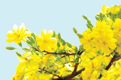 Xuân mới, vận hội mới!