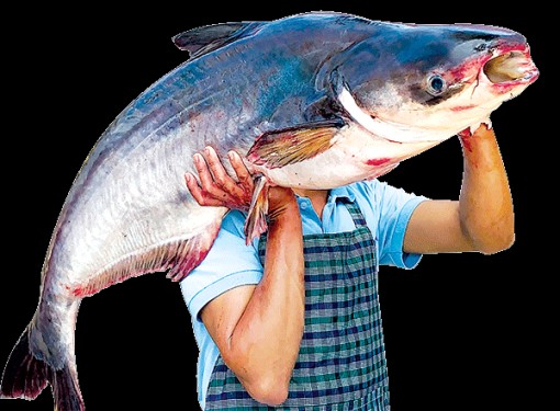 Bóng tối và những tia nắng