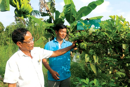 “Mua chung,  bán chung” để làm giàu