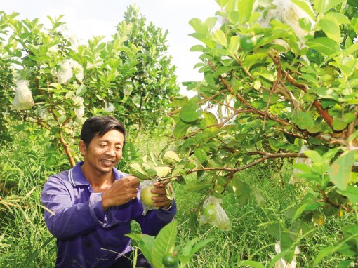 Trên 70% hợp tác xã nông nghiệp có ký kết hợp đồng bao tiêu

nông sản