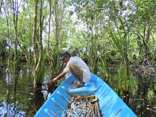 Kỳ tích trồng thanh long trong nước mặn