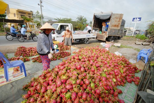 Virus corona, nhà nông “thấm mệt”!