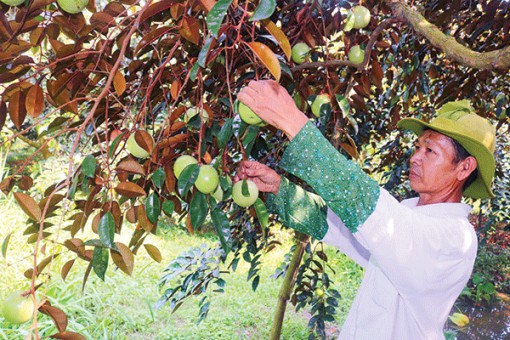 Nỗ lực phát triển sản xuất nông nghiệp