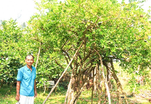 Lão nông thích trồng cây độc, lạ