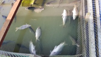 Cá nuôi trên sông Cái Vừng chết hàng loạt