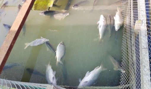 Vận động di dời các bè cá trên sông Cái Vừng để hạn chế rủi ro