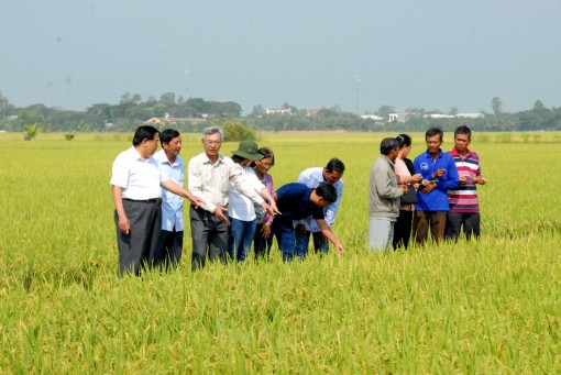 Gạo sữa Dương Xuân Quả 
hướng đến tiêu chuẩn sạch, an toàn