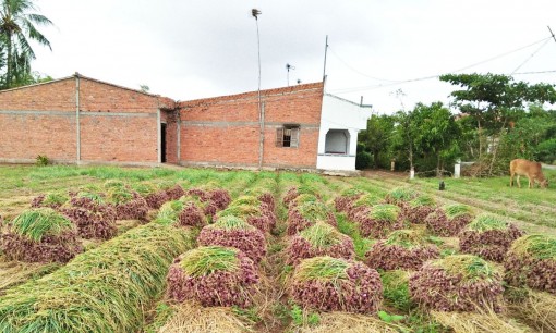 Hành tím thu hoạch sớm trúng mùa, trúng giá