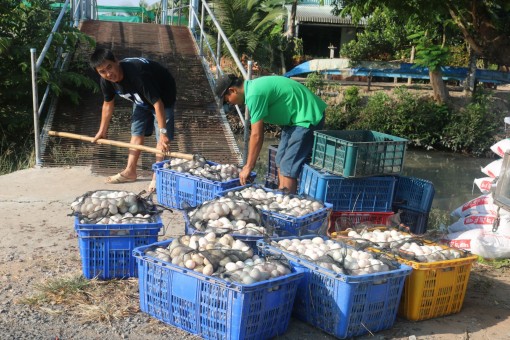 Trứng vịt rớt giá