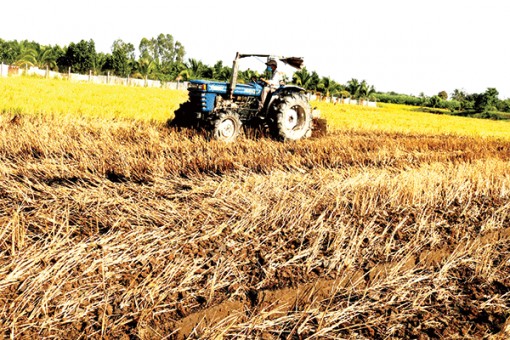 Luân canh trồng màu, né hạn