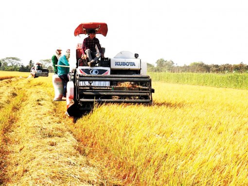 Lúa đông xuân trúng mùa, nhưng giá thấp