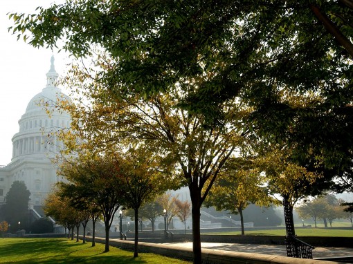 Mỹ tham vọng trồng mới 1.000 tỉ cây xanh