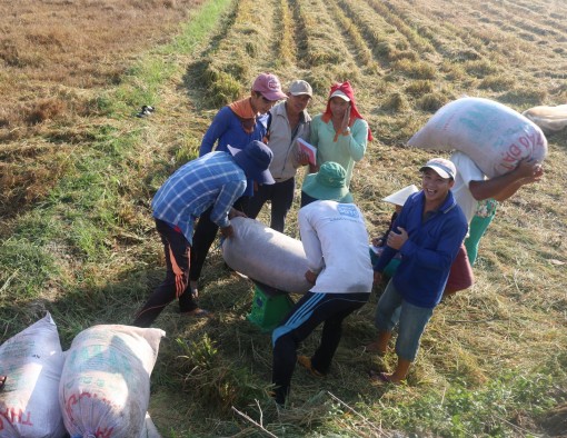 Doanh nghiệp đẩy mạnh thu mua, giá lúa bình ổn và tăng trở lại