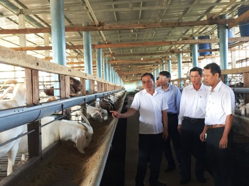 Làm giàu từ con dê