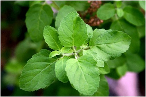 Những thảo dược ăn sống là tốt nhất