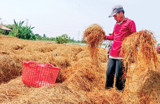 Nấm rơm bán được giá cao, nông dân phấn khởi đẩy mạnh sản xuất