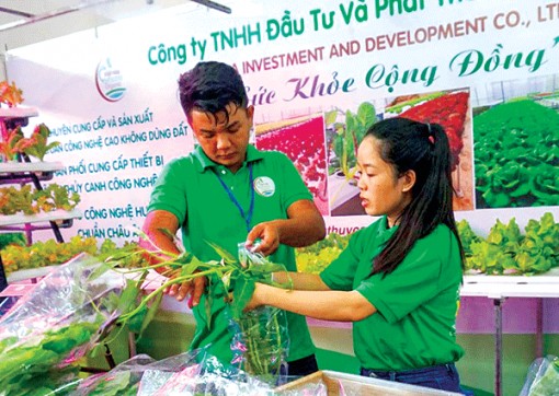 Trồng rau ứng dụng công nghệ cao- hướng đi đúng